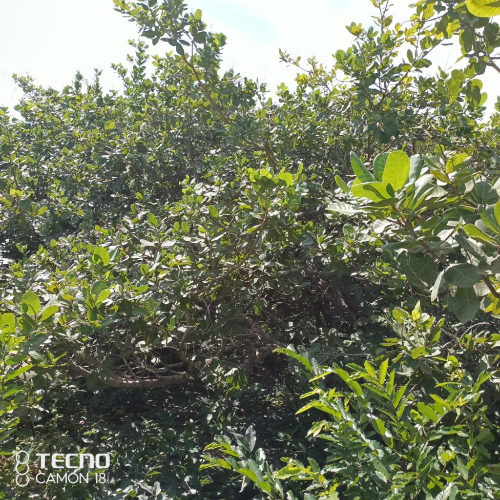 WhatsApp Image 2023-07-20 at 10.59.20 PM - Copy